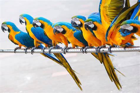 Parrots