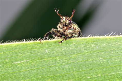 Japanese Beetle Season Begins Purdue University Pestandcrop Newsletter