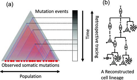 Retrospective Lineage Tracing A De Novo Or Somatic Mutations During