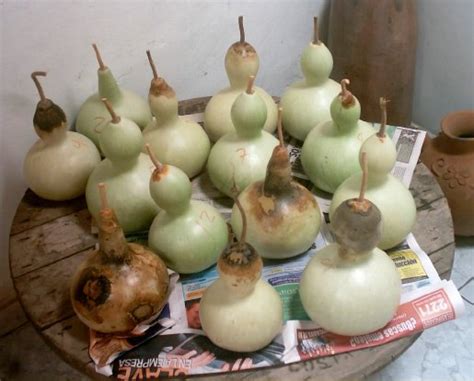 Calabazas del peregrino Lagenaria siceraria usos decoración