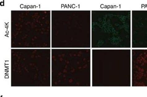 Monoclonal Anti Vimentin Antibody Produced In Mouse