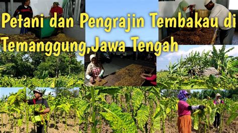 Proses Pengolahan Tembakau Di Temanggung Jawa Tengah Youtube