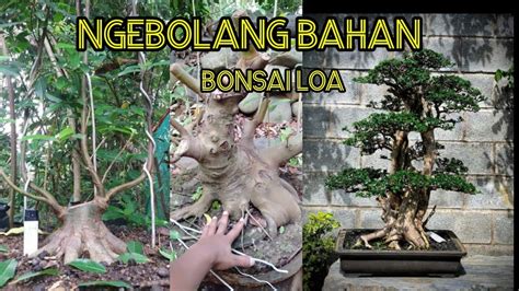 Bolang Bahan Bonsai Loa YouTube