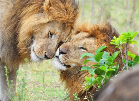 Habitat African Lion at Sue Alexander blog