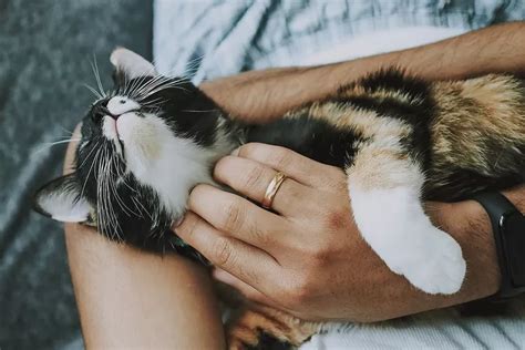 Kenapa Bulu Kucing Rontok Ini Penyebab Yang Diungkap Oleh Dokter