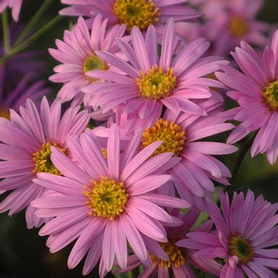 Asters - varieties compared - Dorset Perennials