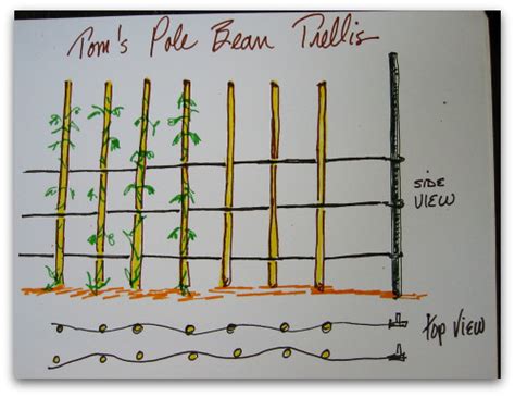 Green Bean Trellis Pole Beans Need Your Support