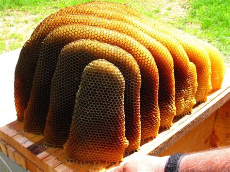 Natural Honey Bee Hives