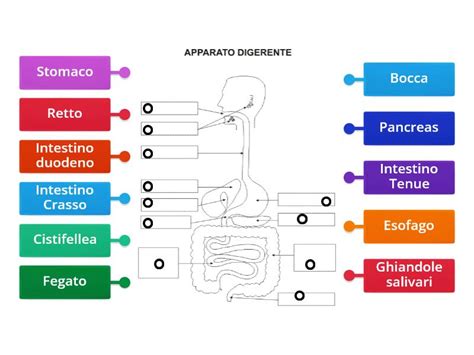 Le Parti Dell Apparato Digerente Labelled Diagram