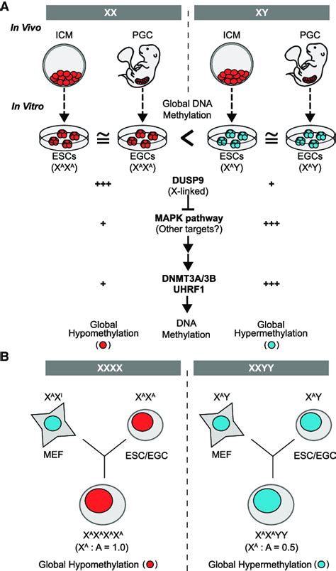 Effect Of Sex Chromosomes And Associated Signaling Pathways On Dna Download Scientific Diagram