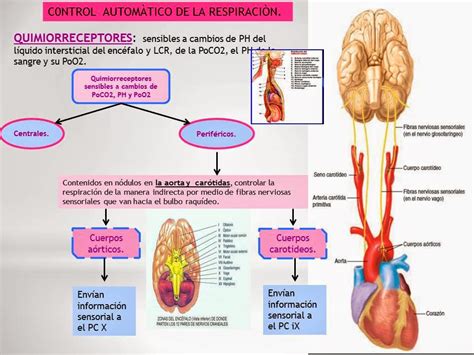 Aparato Respiratorio Y RegulaciÓn De La RespiraciÓn Blog De