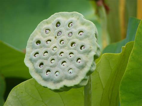 Nutritional And Health Benefits Of The Lotus Plant Hubpages