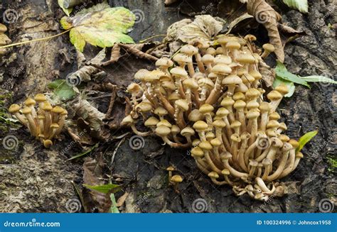 Fungo De Mel Do Mellea Do Armillaria Foto De Stock Imagem De Fungos