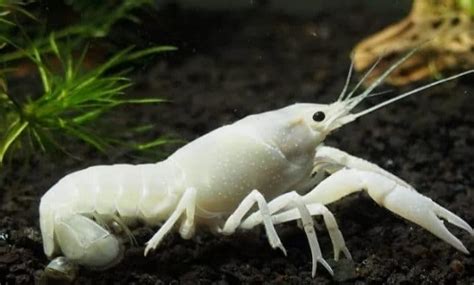 Panduan Lengkap Cara Budidaya Lobster Hias Di Akuarium Bagi Pemula