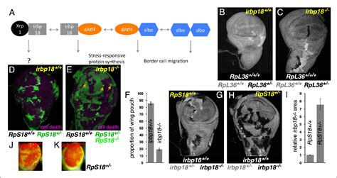 Figure 1 From Roles Of C EBP Class BZip Proteins In The Growth And Cell