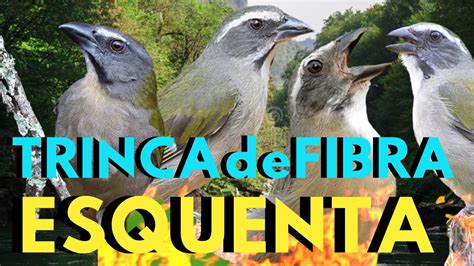 MELHOR TRINCA FERRO CANTANDO FIBRA PARA ESQUENTAR CANTO De TRINCA