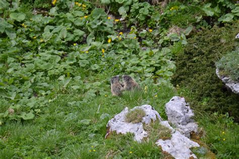 Alpenmurmeltier Marmota Marmota Alpenmurmeltier Mar Flickr