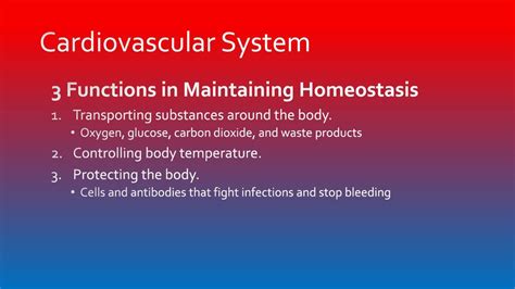 Homeostasis During Exercise Ppt Download