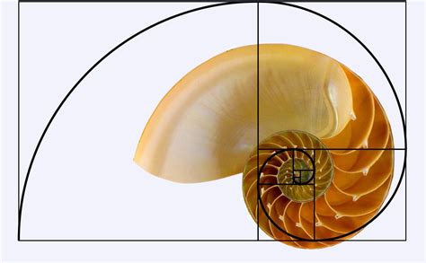 Golden Ratio Shell | Hot Sex Picture