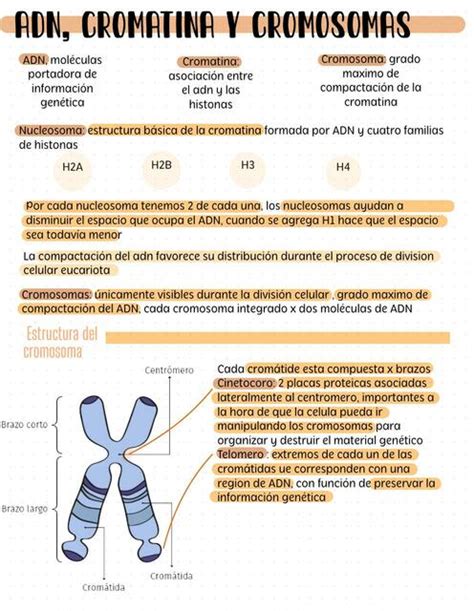 Adn Cromatina Y Cromosomas Paola Torres Udocz