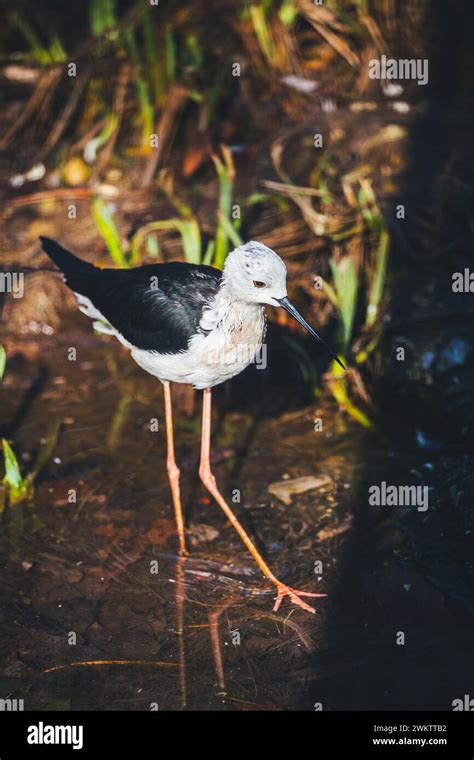 Black Winged Stilt Himantopus Himantopus Stock Photo Alamy