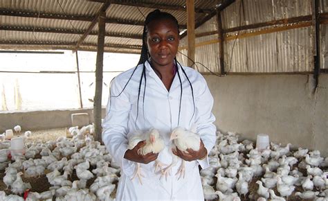 Comment réussir dans lélevage de poulets de chair 45 jours Entre