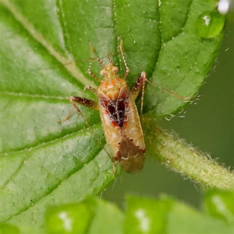 Plant Bug Adult Phytocoris Bugguidenet