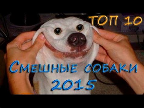 Самые смешные собаки 2015, ТОП 10 смешных собак, подборка 10 самых ...