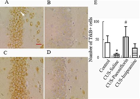 Effect Of Paeoniflorin And Imipramine On Trkb Immunohistochemical