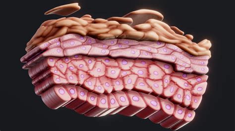 Epidermis Cross Section Anatomy Buy Royalty Free 3d Model By