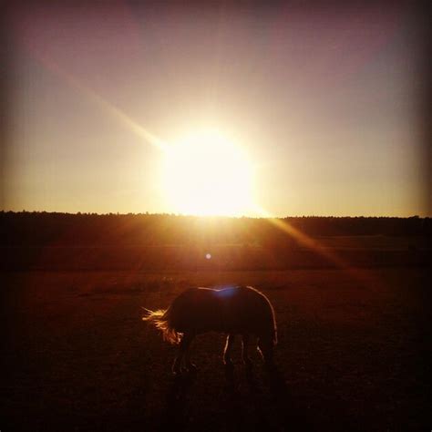 Premium Photo Silhouette Of People Standing On Field At Sunset