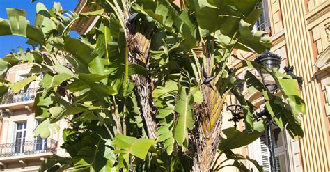 Remarkable Trees Strelitzia Augusta Bird Of Paradise Menton