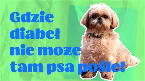 Gdzie Diabe Nie Mo E Tam Psa Po Le Youtube