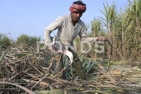 India Sugar Cane Farming INDIA Punjab Kharar Sugar Cane Farming