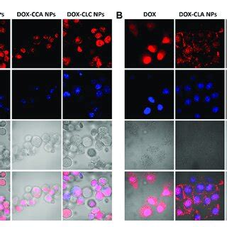 Cellular Uptake Of Free Dox Dox Cla Nps Dox Cca Nps And Dox Clc Nps