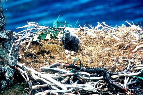 Free picture: bald, eagle, chick, nest, bird