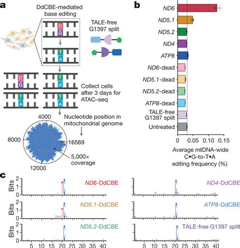 Mitochondrial genome-wide off-target DNA editing by DdCBEs a, HEK293T... | Download Scientific ...