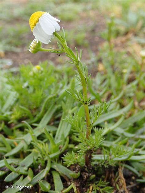 Matricaria Chamomilla L Matricaire Camomille Camomille