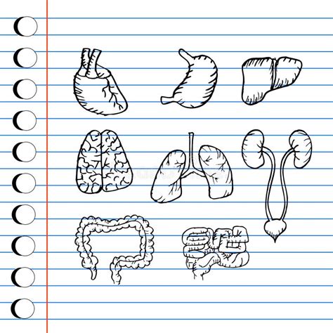 Internal Human Organs Hand Drawn Icons Set Stock Illustration