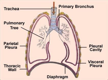 Visceral pleura function