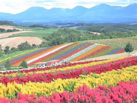 花のパッチワーク 北海道・美瑛「四季彩の丘」【360°パノラマ】 360°パノラマ写真 産経フォト