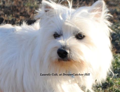 Adult West Highland White Terrier For Sale Illinois Dreamcatcher