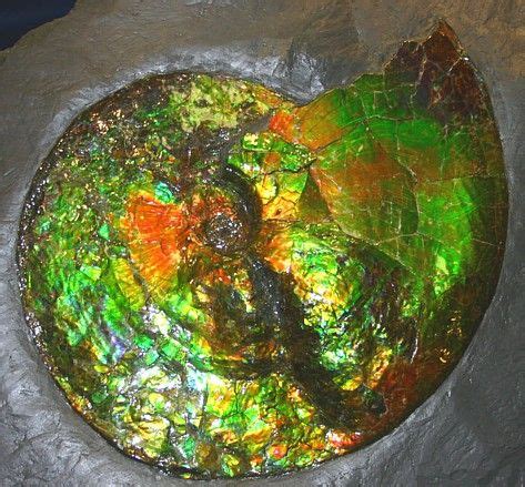 Ammolite Mineral Information photos and Facts, gem Ammolite Fossils ...