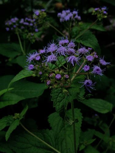 Conoclinium Coelestinum Blue Mist Flower Fritz Flohr Reynolds Flickr