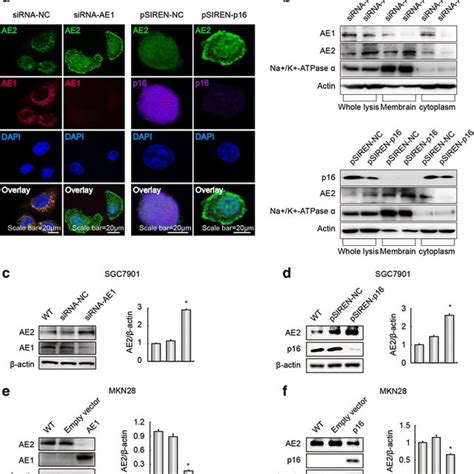 Ae1 And P16 Expression Affected Ae2 Function A Knockdown Of Ae1 Or P16