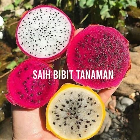 Jual BIBIT BUAH NAGA MERAH SUPER BISA DI TARUH POT Beli 5 Gratis 1