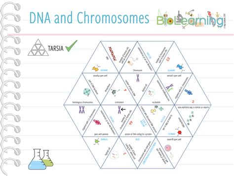 DNA And Chromosomes Tarsia KS3 4 Teaching Resources