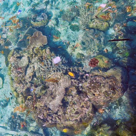 Plastic In The Oceans Increasing Risk Of Disease In Coral Reefs Yale E360