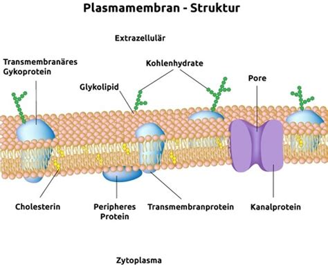 Zellmembran Flashcards Quizlet