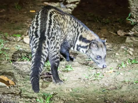 Malayan Civet - Facts, Diet, Habitat & Pictures on Animalia.bio